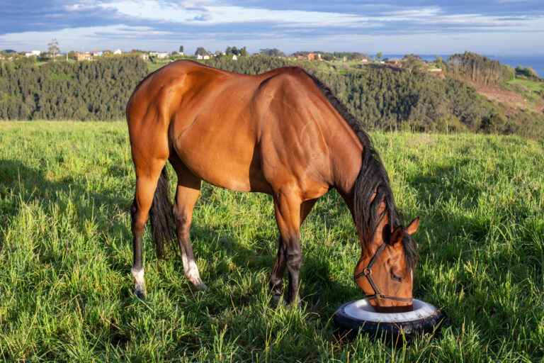 chestnut coloured horse eating in an individual feeding trough in the field. sunny morning