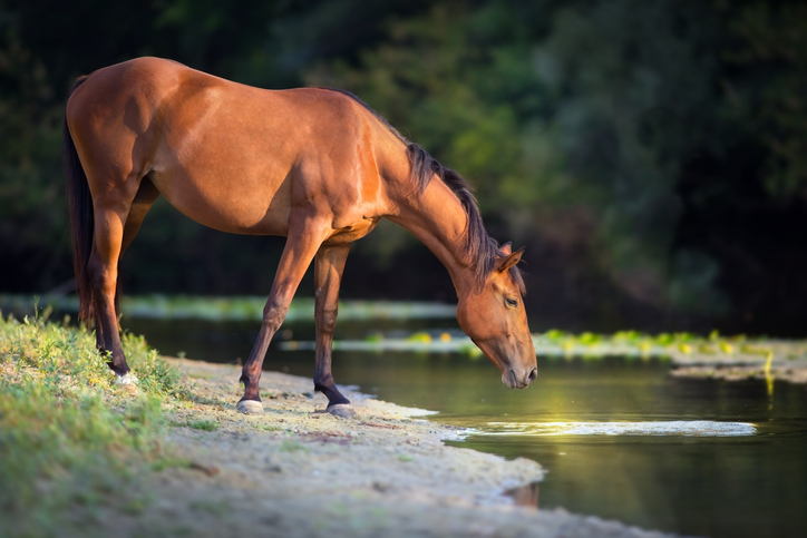 Bay horse drinking from stream