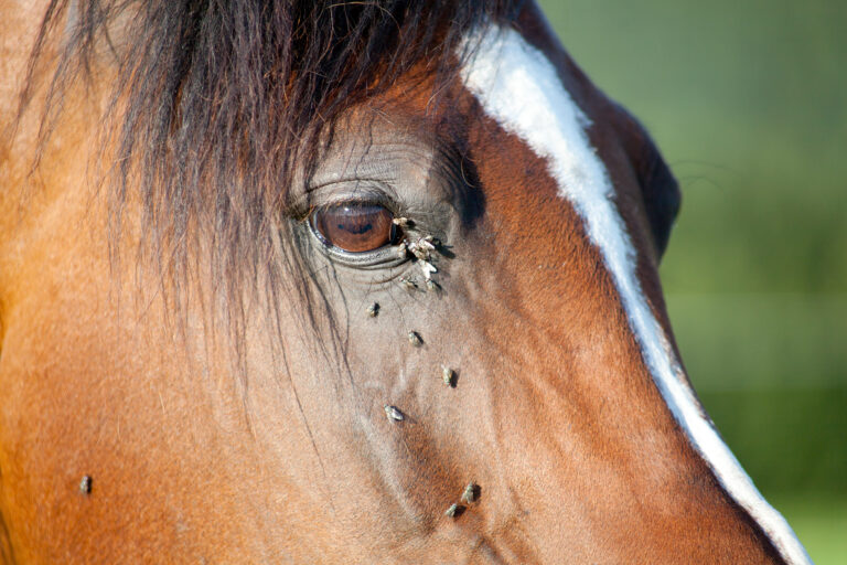 Horse with many flies on the eye