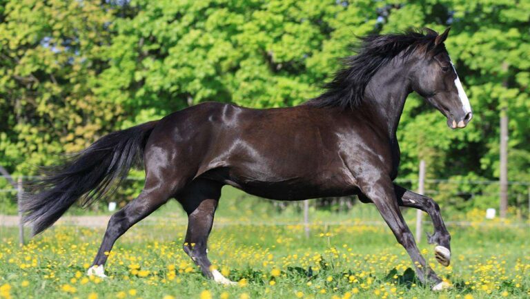 Nearly black horse cantering through a field