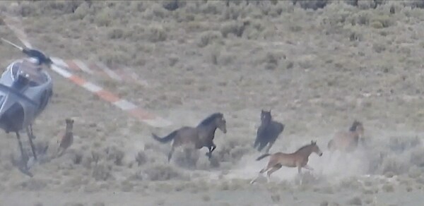 Federal Court Supports Wild Horse Advocates Against BLM in Groundbreaking Ruling Federal Court Supports Wild Horse Advocates Against BLM in Groundbreaking Ruling