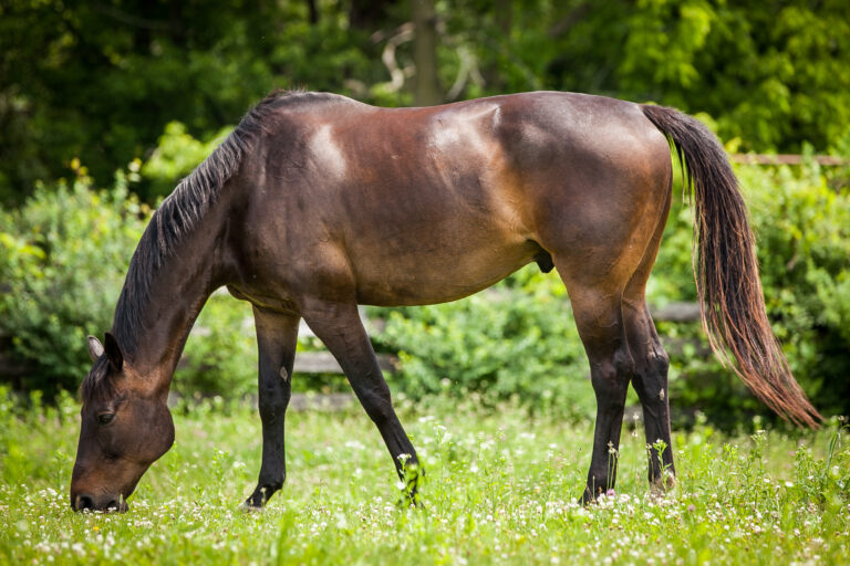 Bay horse grazing