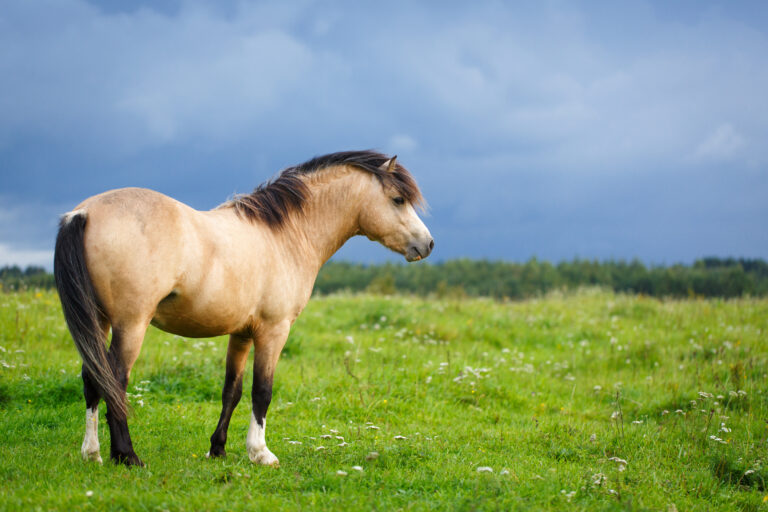 welsh pony