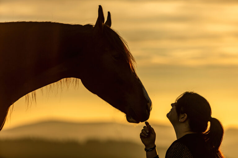 A young female equestrian and her arab berber horsein front of a romantic sunset landscape
