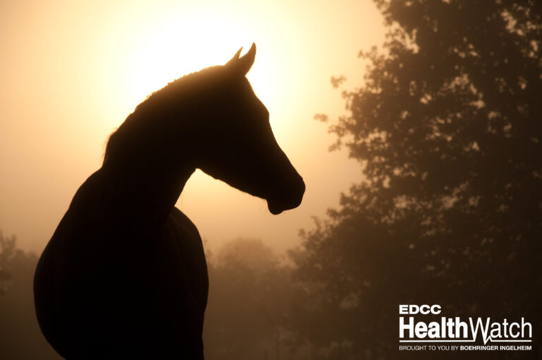 Silhouette of a beautiful Arabian horse against sun shining thro
