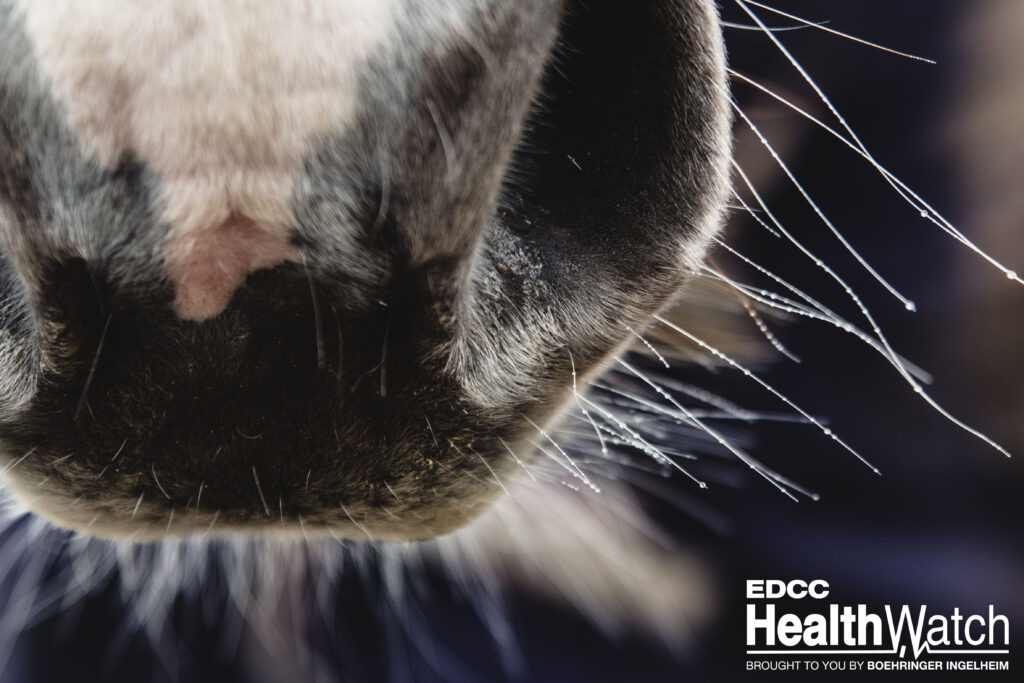 A Friesian gelding in Allegan County, Michigan, recently tested positive for strangles, and five horses are exposed.