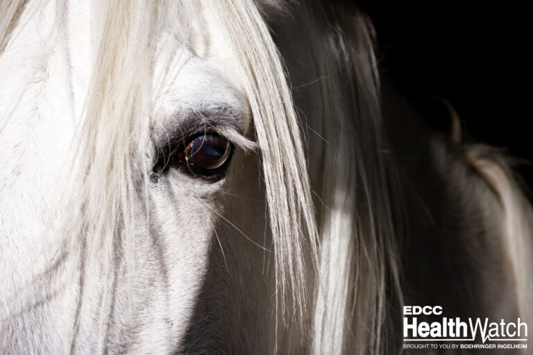 White horse eye