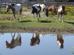 Free-roaming 'Banker ponies' at Ocracoke Island