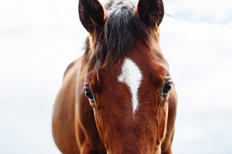 Portrait of beautiful red horse in summer