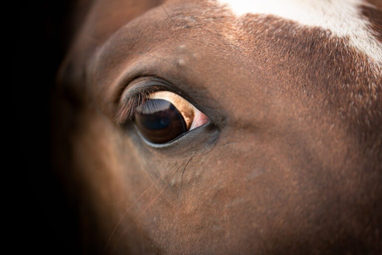 The eye of a scared horse. Stress, fear, horse. Detail up close