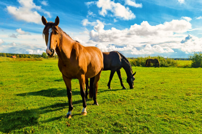 horses on pasture at green grass field