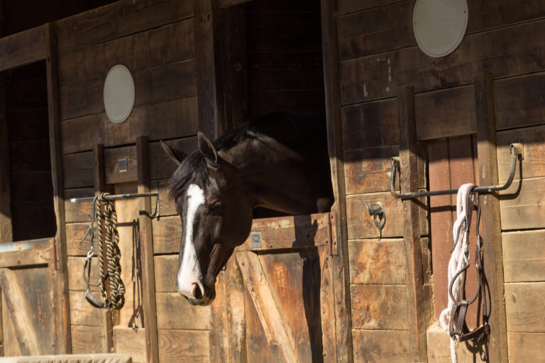 Louisville, Kentucky, United States, — July 2015: Brown bay horse view out the stable in a barn