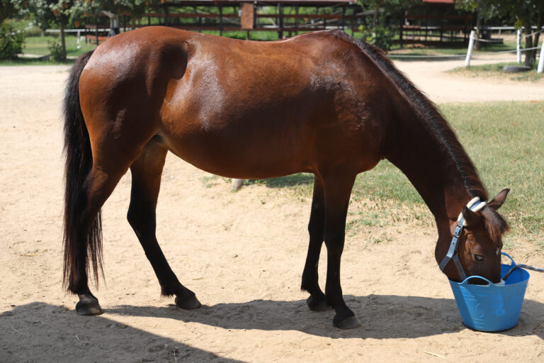 Amazing young sport horse eating muesli from blue pail