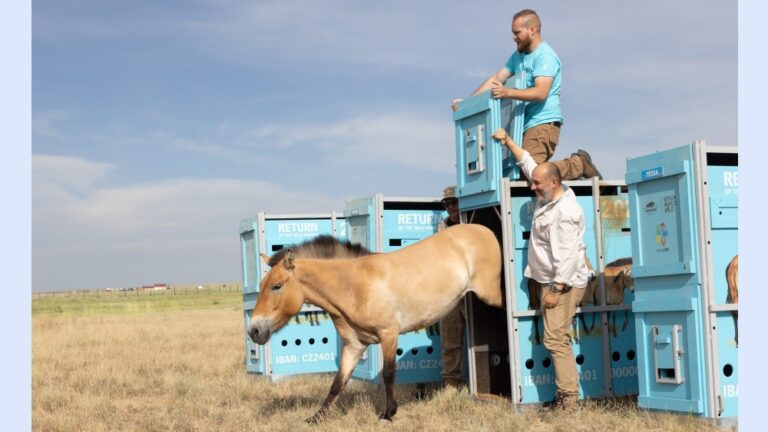 Przewalski's horse mare being released from transport into pen