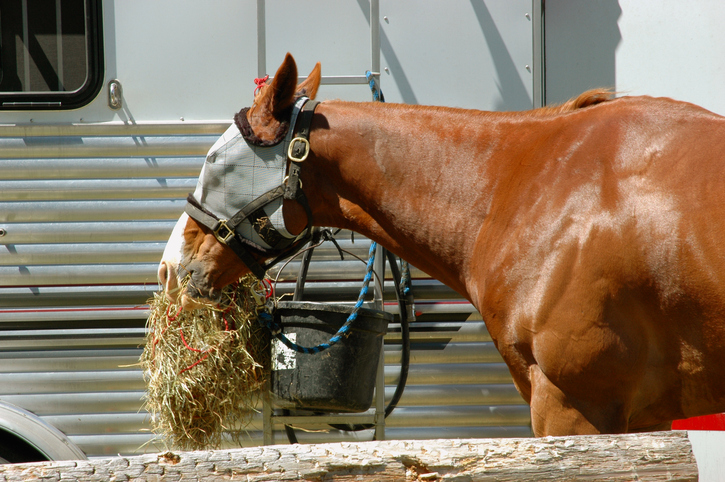 Horse with fly mask eating hat from a haynet while tied to the side of a trailer