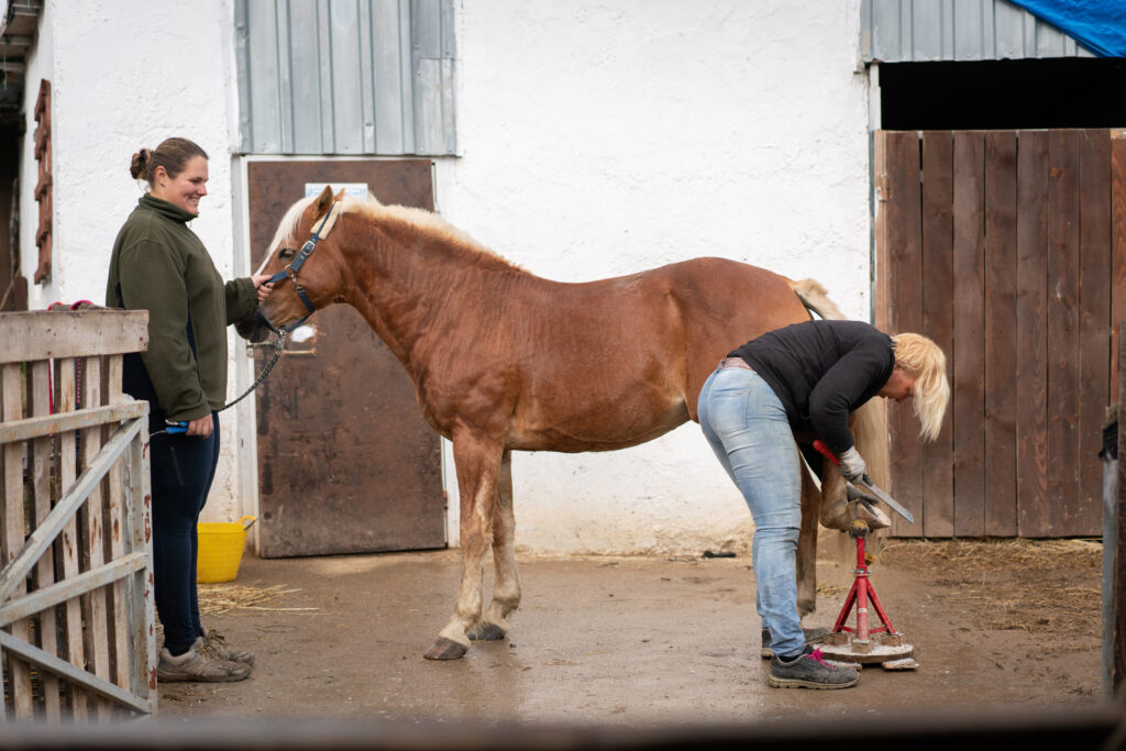 horse undergoing farriery work