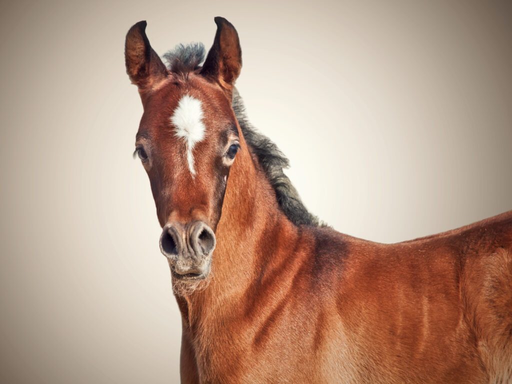 Arabian foal
