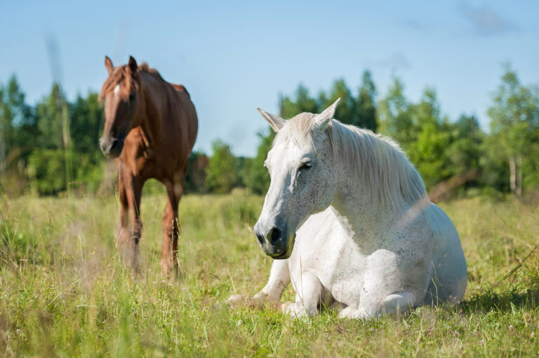 White horse sleeping on the pasture in summer