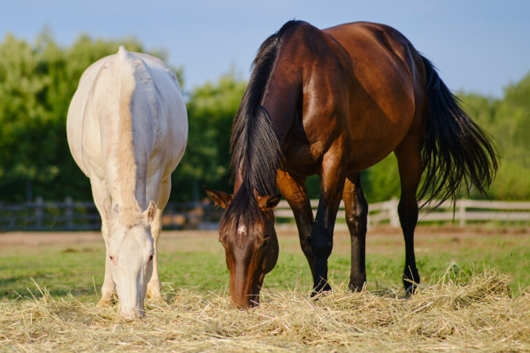 The horses in the farm pasture spend their time peacefully eating hay and grazing on the lush green grass