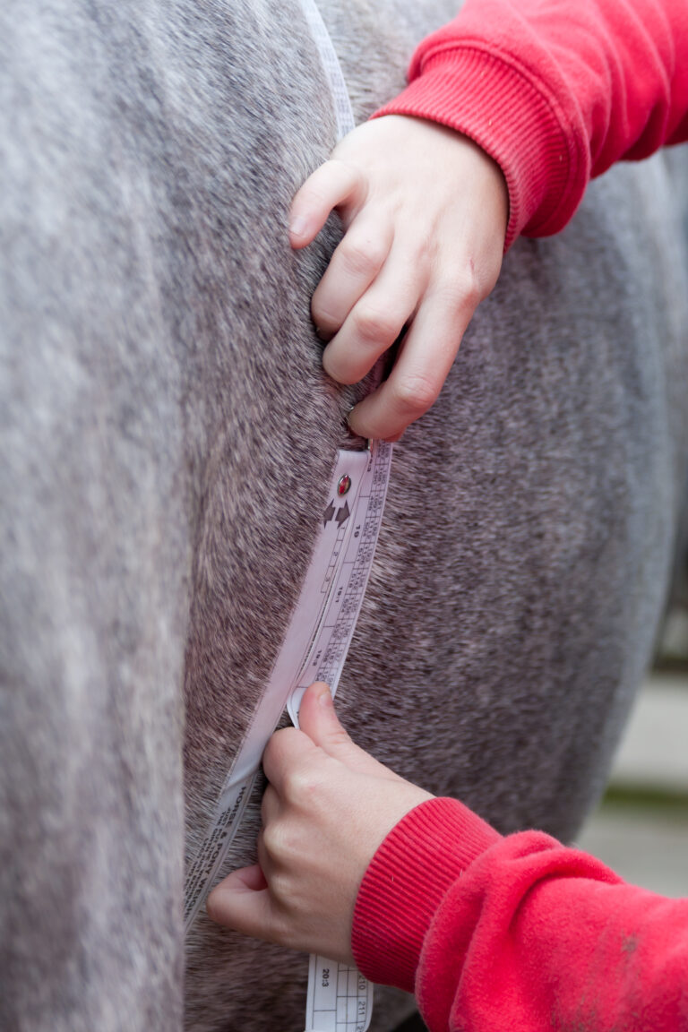 Close up shot of a horse being weighed using a weigh tape