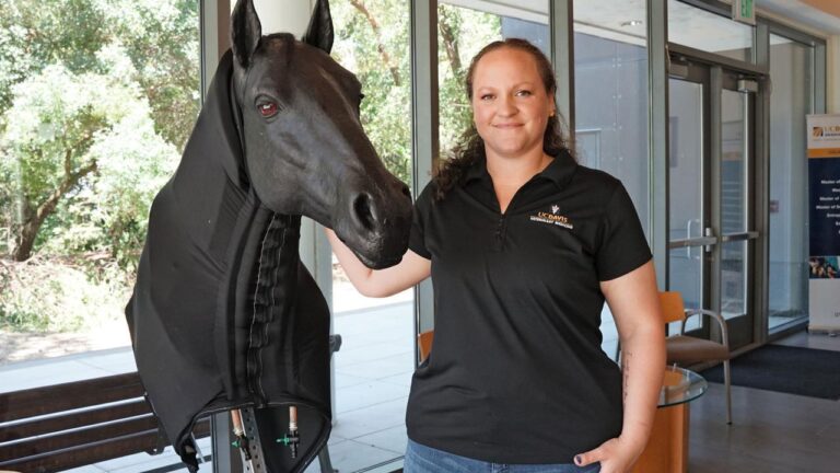 Lady with UC Davis polo short holds model of teaching device on horse head dummy