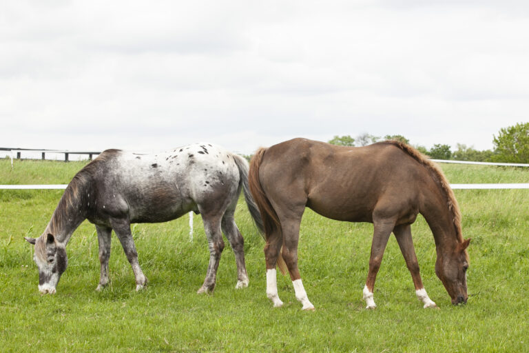An Appaloosa and a roan pony graze with tails touching like bookeneds