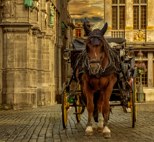 Hores and carriage in city of Brussels