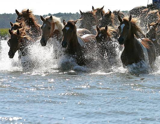 Ponies swimming