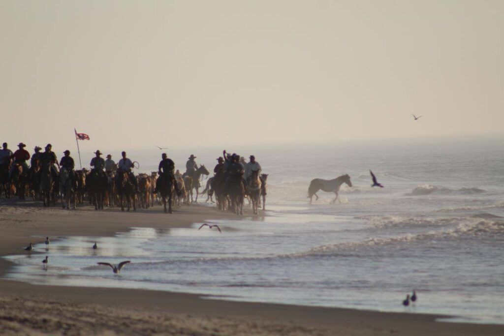 ponies being herded/rounded up during Pony Penning