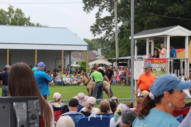 Image of 2024 Chincoteague Pony Auction