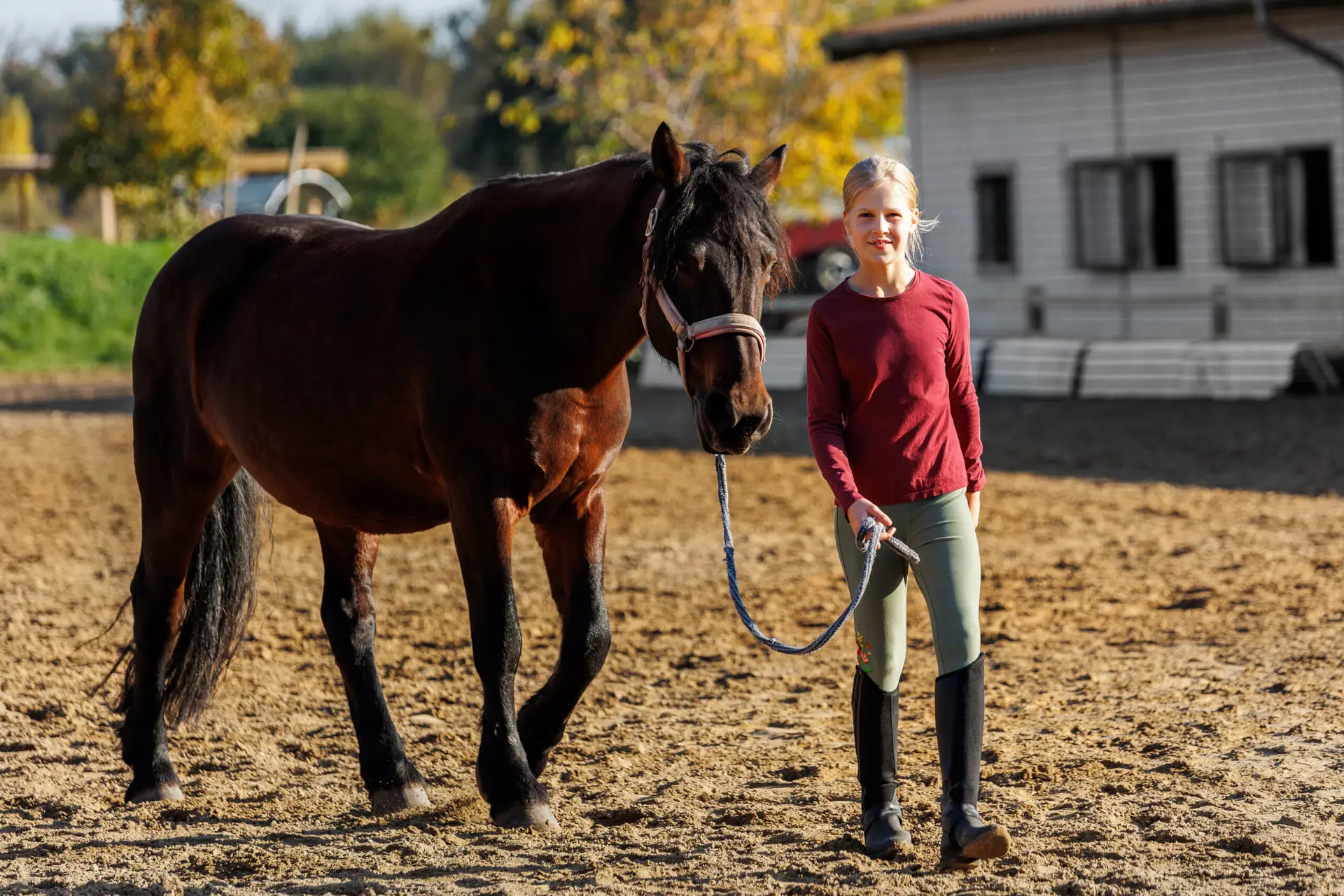 Young little teenager kid girl leading chestnut horse through stable ranch yard. Horse riding school exercise.  Cute little beginner blond girl kid near beautiful brown horse