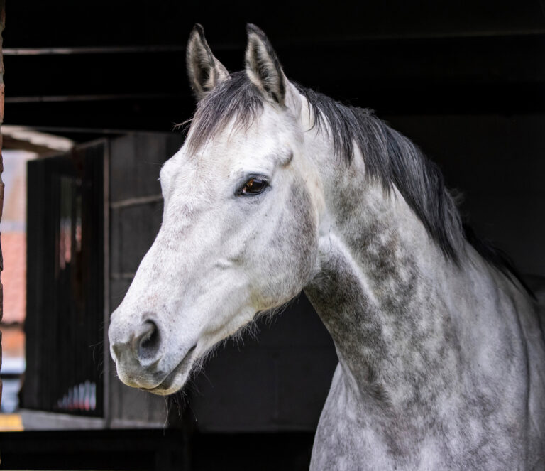 Handsome Grey Horse