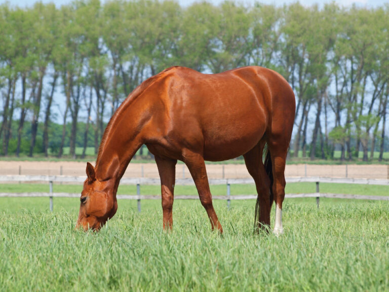 Chestnut horse grazes on the enclosed pasture in summer