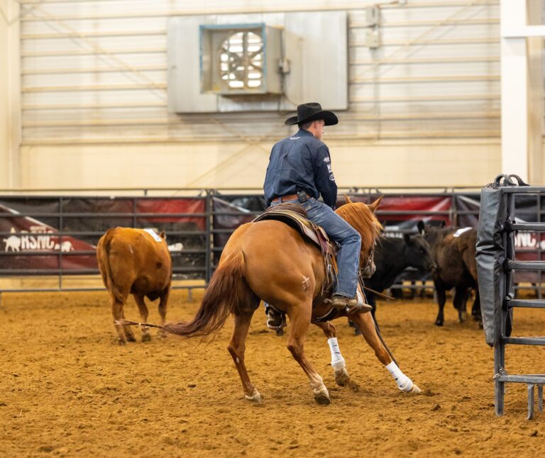 Ranch sorting competitor in action