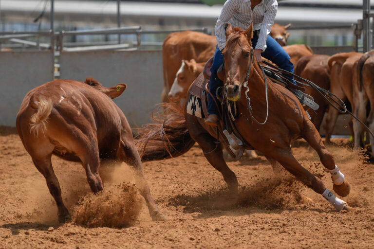 Cowboy in hat, jeans and checkered shirt riding her horse in a c