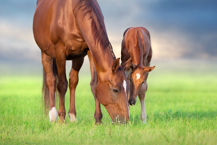 Foal with mare in green field