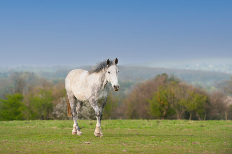 Beautiful dapple grey horse walks across field towards the camera  on a spring day, healthy and happy with grass growing in its field
