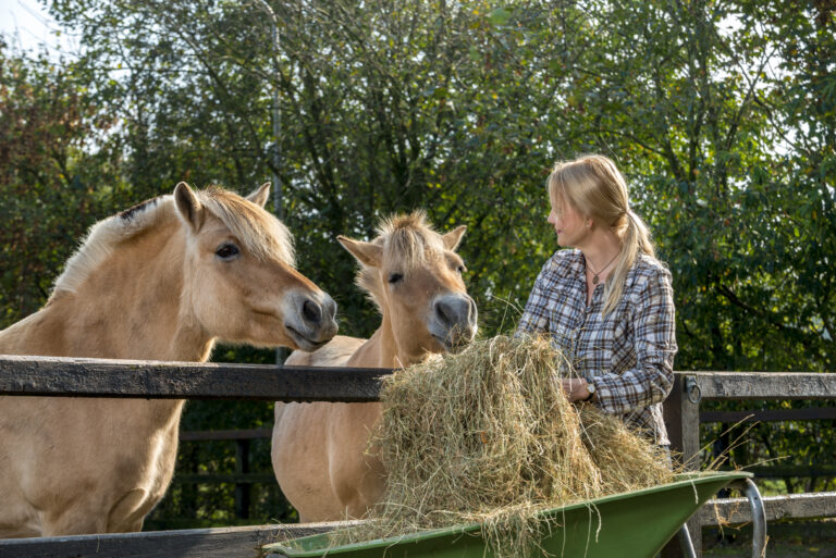 Woman feeding her horses