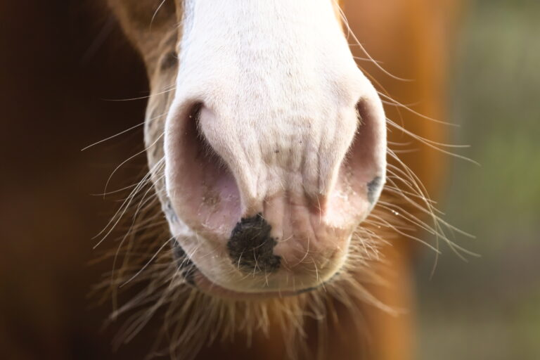 Portrait of Brown Horse