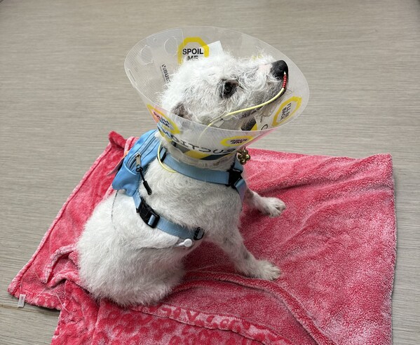 Terrier wearing Elizabethan collar sits on red pad