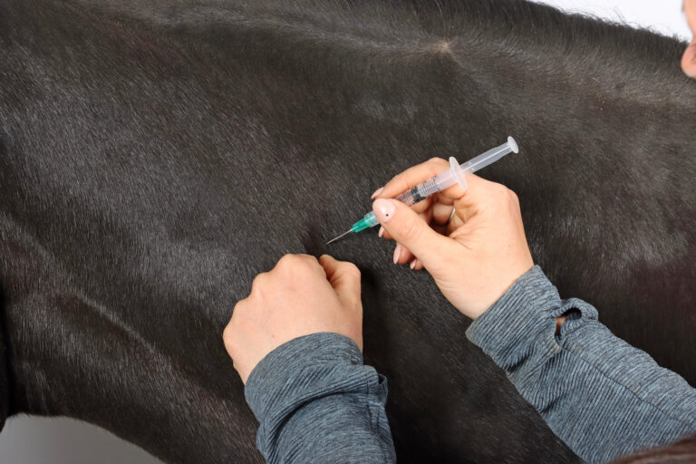 Horse receiving injection (Adobe Stock)