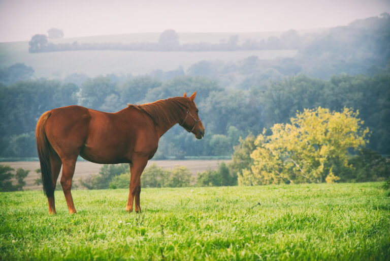horse on the pasture in autumn misty morning
