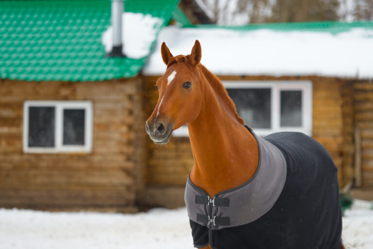 the horse in the blanket