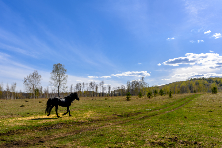 Black horse in grassy landscape