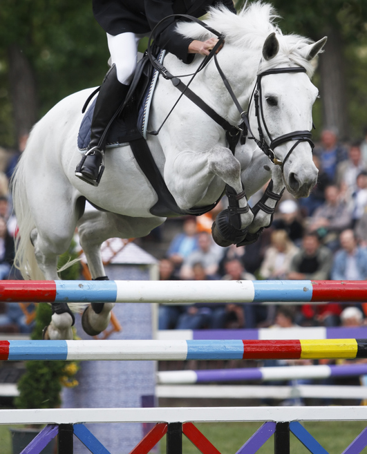 Gray horse jumping colorful jumper course poles, rider's face not visible