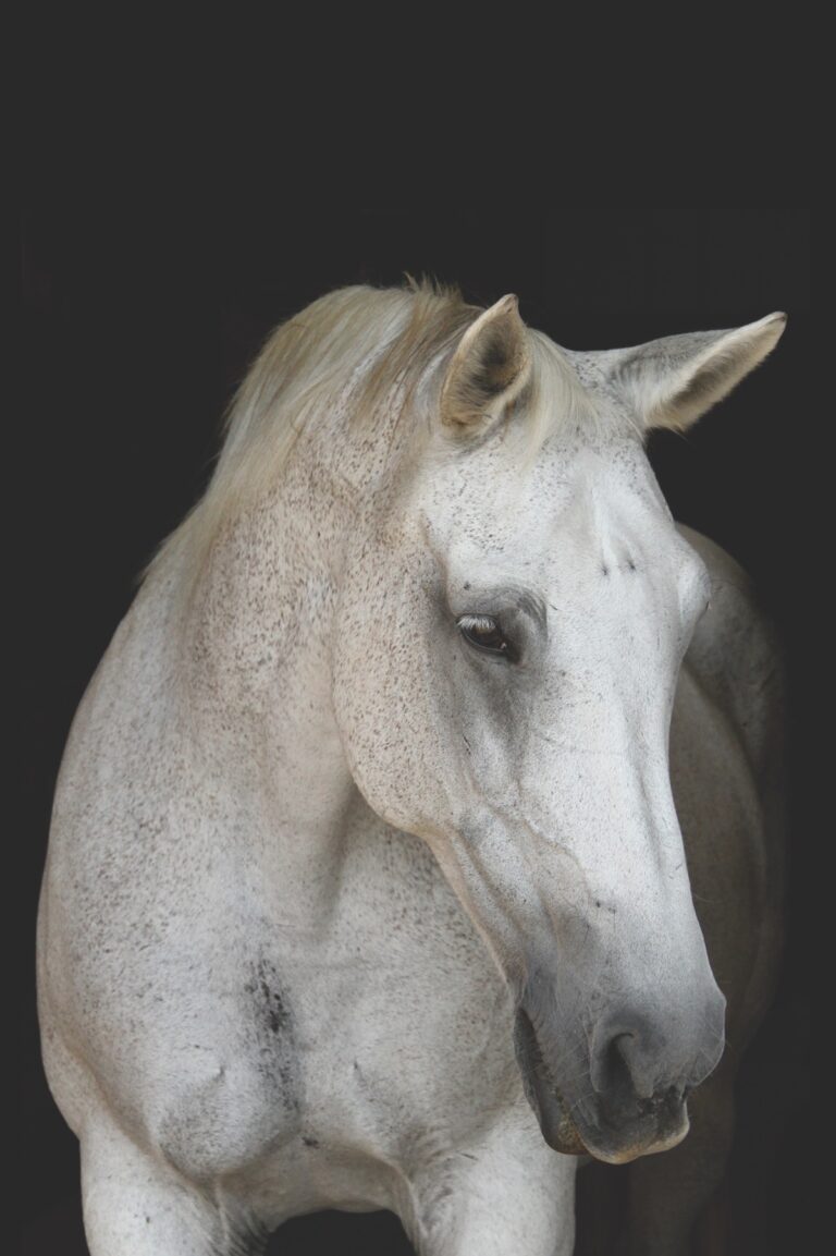 Portrait of grey horse (head/shoulders)