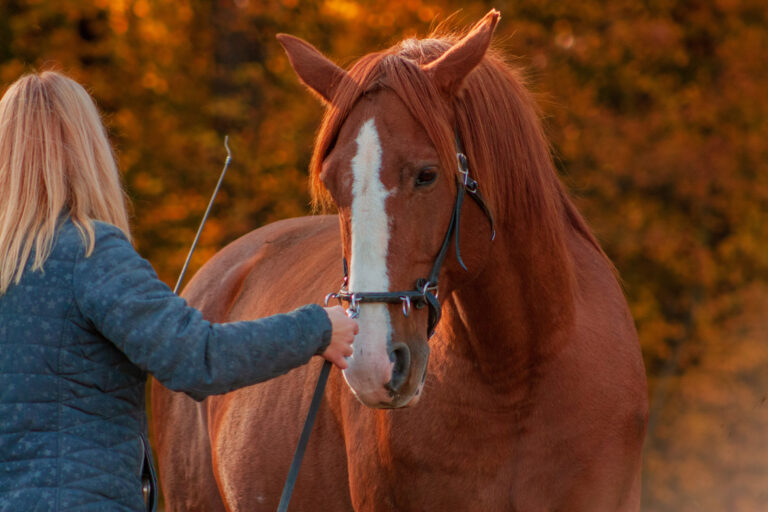 Communication between horse and a human. Blonde woman training chestunt horse in hand