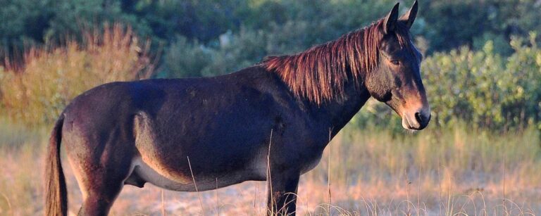 Wild mule standing in landscape