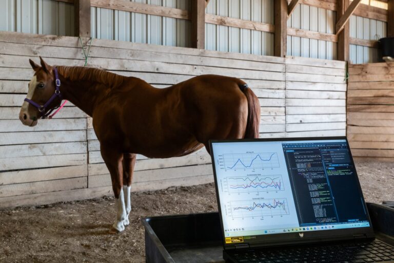 Horse with sensor on tail in background, laptop showing graph in foreground