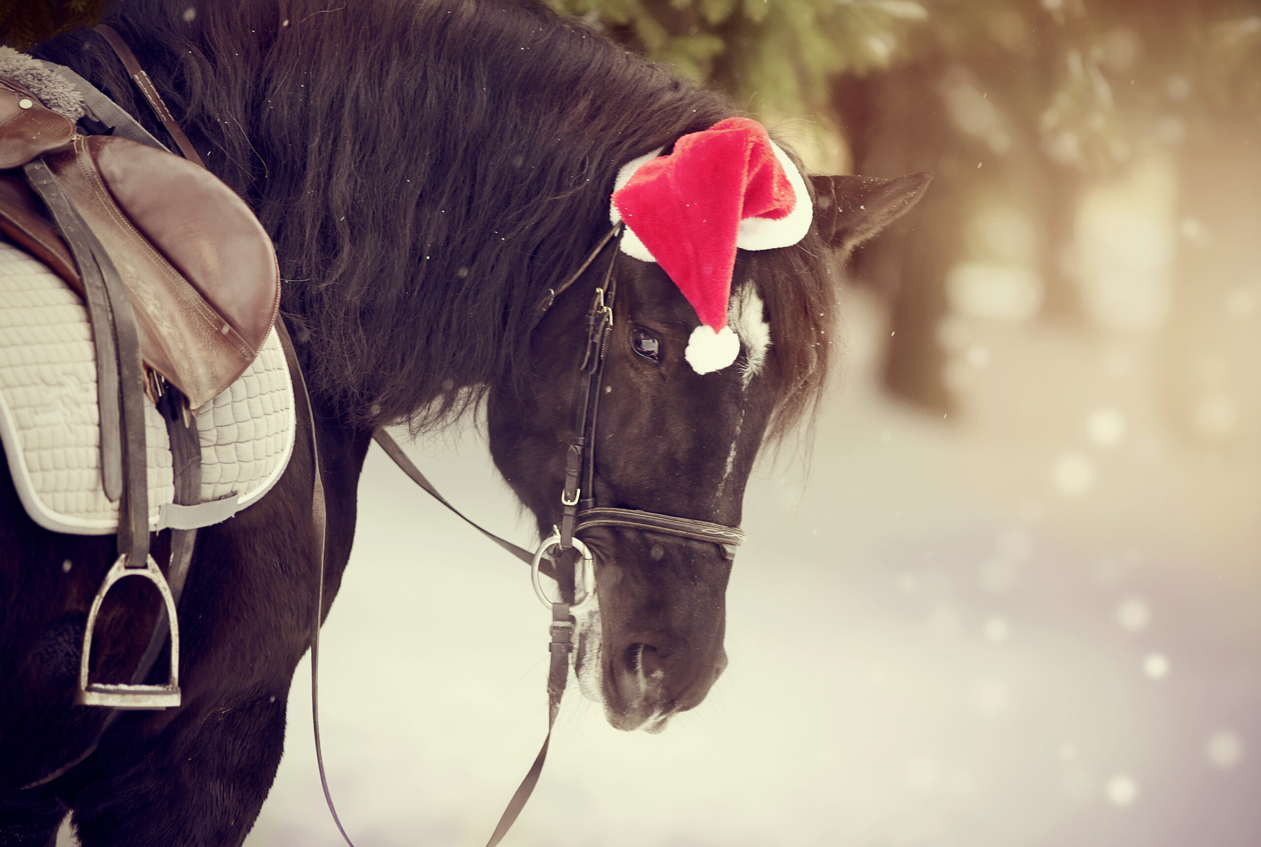 Saddled horse wearing Santa hat